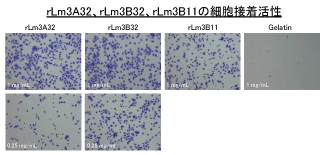 rLm3A32、rLm3B32、rLm3B11の細胞接着活性