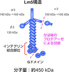 ラミニン-5の構造